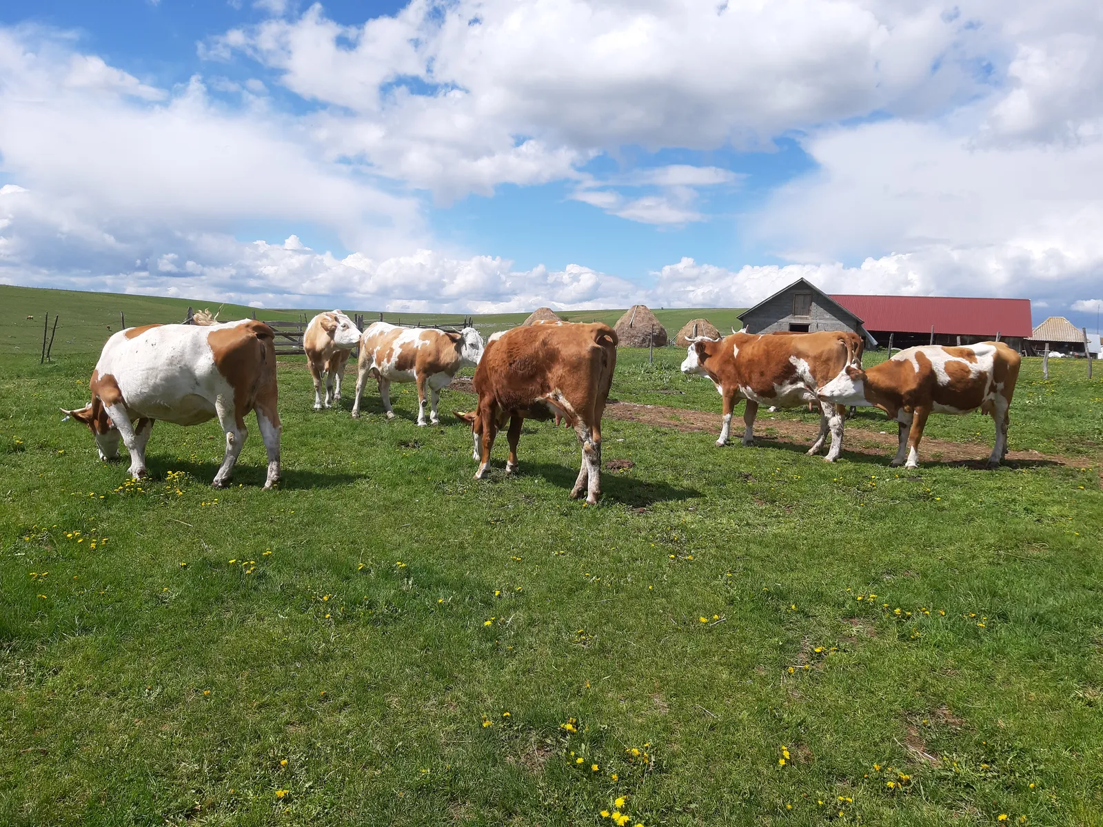 Rural Lifestyle, Novi Pazar