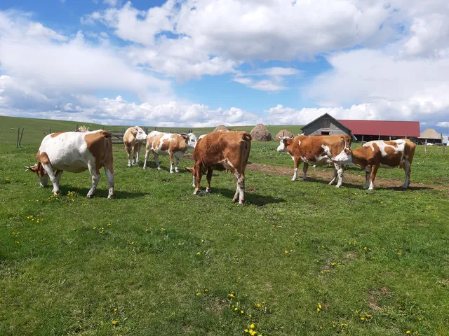 Rural Lifestyle, Novi Pazar
