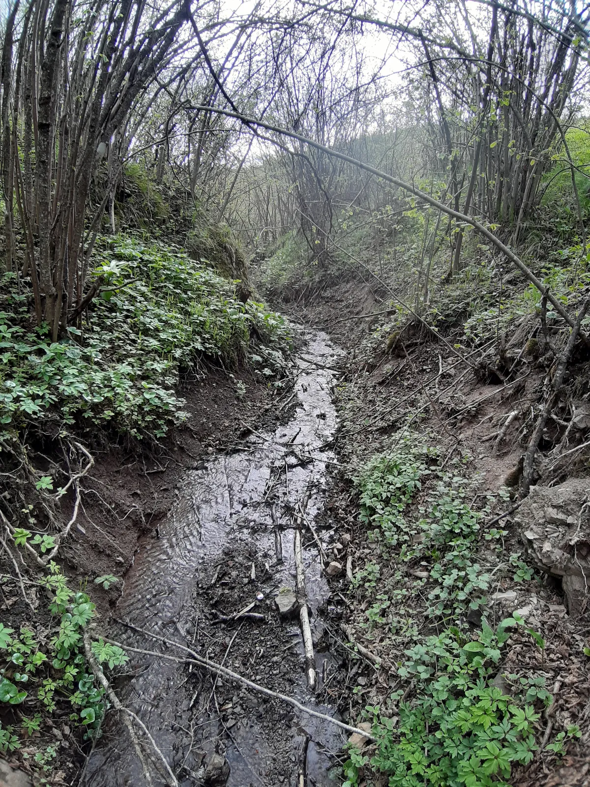 Forests of the Sandžak, Novi Pazar