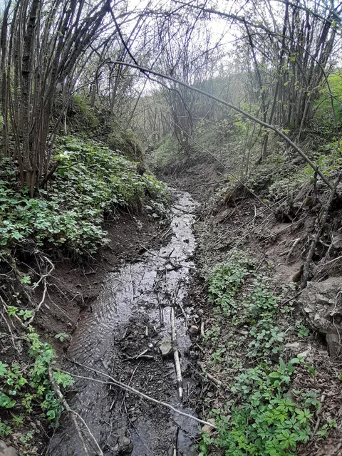 Forests of the Sandžak, Novi Pazar